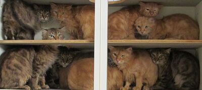 Katzenschrank