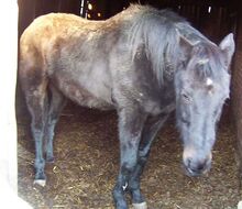 Rodewald02