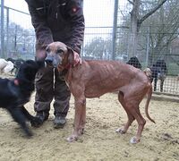 Jagdhunde06_Viktoria Jagdhunde06_Viktoria
