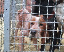 Jagdhunde05rot