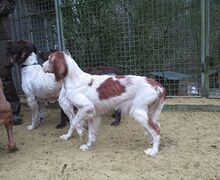 Jagdhunde02_abgemagert