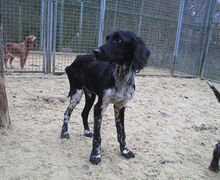 Jagdhunde03_Jungrüde