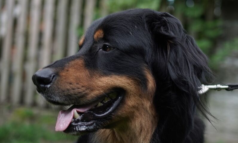 Carlo