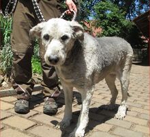 Emma-Bobtail Emma-Bobtail