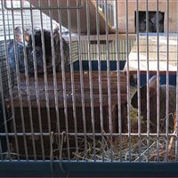Chinchillas-Box2