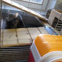 Fundchinchillas