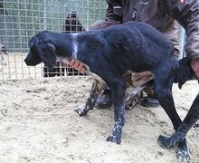 Jagdhunde04_Jungrüde2