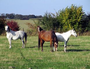 Armeera-Marina-Tiana-und-Fohlen2