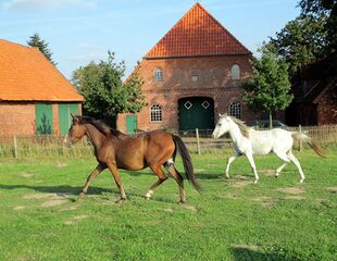Tiana-mit-Fohlen