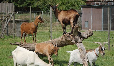 Schafe und Ziegen auf der Weide